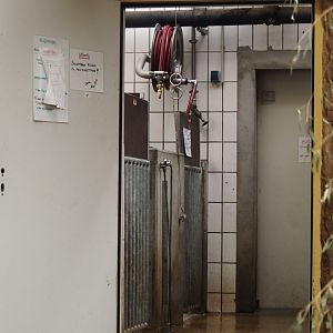 Pygmy hippopotamus off-show exhibits, 2024-06-08