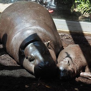Western pygmy hippopotamuses (Choeropsis liberiensis liberiensis) Ayoka and Mufaro, 2024-06-08