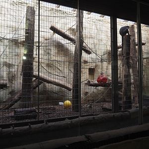 Exhibit for a separated male White-naped mangabey, 2024-06-08