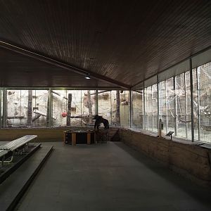 Western lowland gorilla indoor exhibits, 2024-06-08