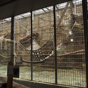 Western lowland gorilla indoor exhibit, 2024-06-08