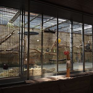 White-naped mangabey exhibit, 2024-06-08