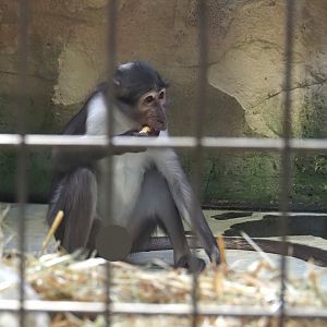 White-naped mangabey (Cercocebus atys lunulatus), 2024-06-08
