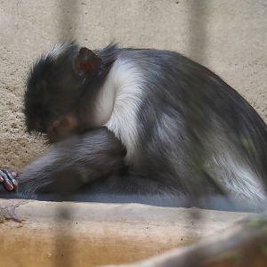 White-naped mangabey (Cercocebus atys lunulatus), 2024-06-08