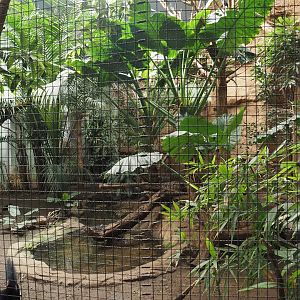 Asian forest aviary, 2024-06-08