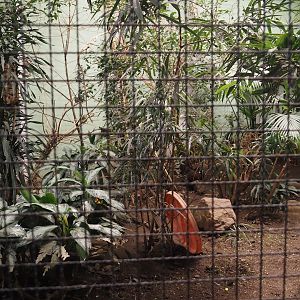 Asian forest aviary, 2024-06-08