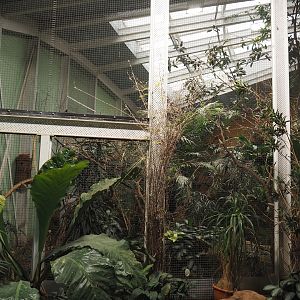 Asian forest aviary, 2024-06-08