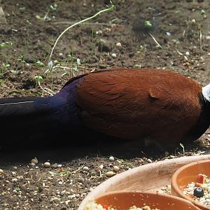 White-naped pheasant-pigeon (Otidiphaps aruensis), 2024-06-08