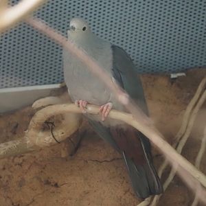 Pink-headed imperial pigeon (Ducula rosacea), 2024-06-08