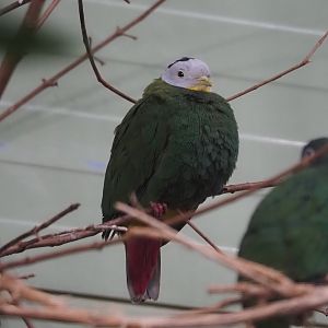 Black-naped fruit-dove (Ptilinopus melanospilus), 2024-06-08