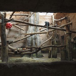 Roloway monkey indoor exhibit, 2024-06-08