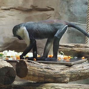Roloway monkey (Cercopithecus roloway), 2024-06-08