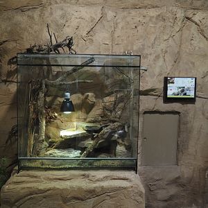 Gidgee skink terrarium, 2024-06-08