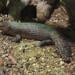 Gidgee skink (Egernia stokesii), 2024-06-08