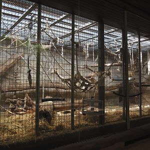 Bornean orangutan indoor exhibit, 2024-06-08