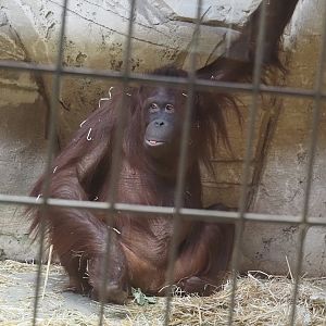 Bornean orangutan (Pongo pygmaeus), 2024-06-08