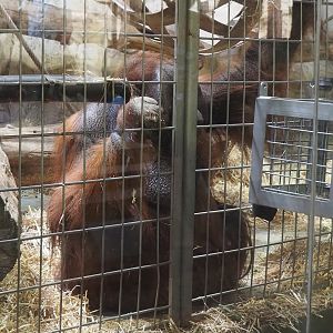 Bornean orangutan (Pongo pygmaeus), 2024-06-08
