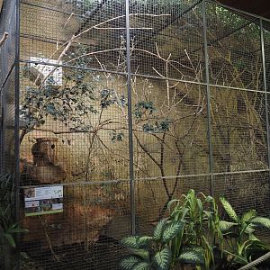 Grey-breasted conure and Bar-shouldered dove aviary, 2024-06-08