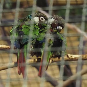 Grey-breasted conures (Pyrrhura griseipectus), 2024-06-08