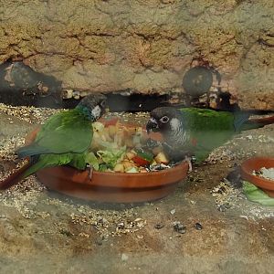 Grey-breasted conures (Pyrrhura griseipectus), 2024-06-08