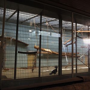 Old monkey exhibit used to temporarily house young crowned and imperial pigeons, 2024-06-08