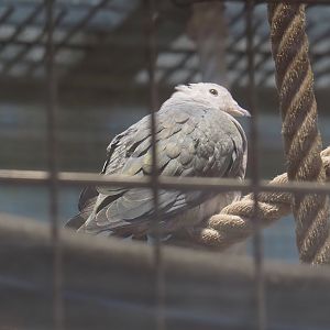 Juvenile Pink-headed imperial pigeon (Ducula rosacea), 2024-06-08