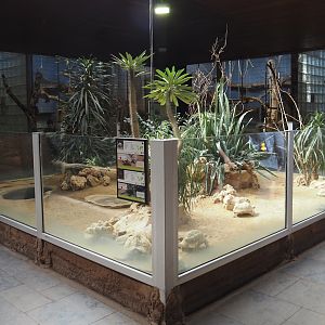 Äquatorium - Leopard tortoise and Hermann's tortoise exhibit, 2024-06-08