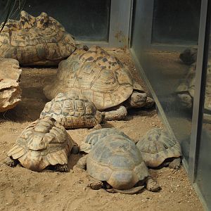 Leopard tortoises (Stigmochelys pardalis) and Hermann’s tortoises (Testudo hermanni), 2024-06-08