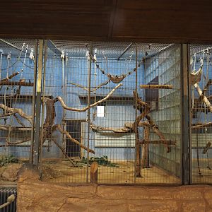 King colobus exhibits, 2024-06-08