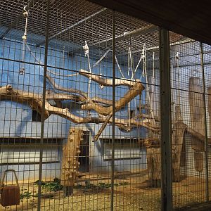 King colobus exhibits, 2024-06-08