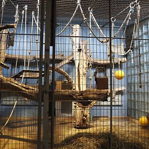 Northern White-cheeked gibbon exhibits, 2024-06-08