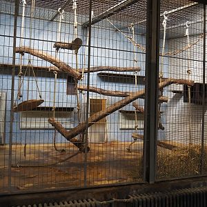 Black lemur exhibit, 2024-06-08