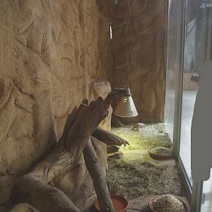 Spinifex hopping mouse exhibit, 2024-06-08