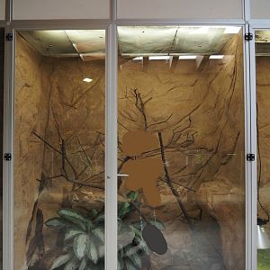 Corn snake terrarium, 2024-06-08