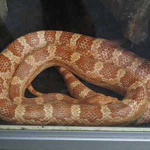 Eastern corn snake (Pantherophis guttatus), 2024-06-08