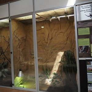 Juvenile Leopard tortoise terrarium, 2024-06-08