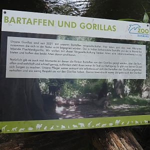 Weird mix but okay... - Sign about mix of Western lowland gorilla and lion-tailed macaque, 2024-06-08