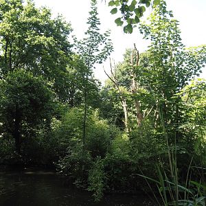 Lion-tailed macaque island, 2024-06-08