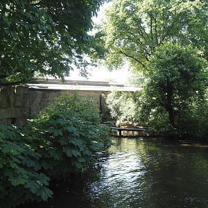 Moat and connections between western lowland gorilla and lion-tailed macaque exhibits, 2024-06-08