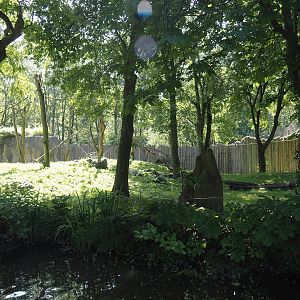 Western lowland gorilla exhibit, 2024-06-08