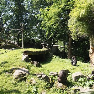 Western lowland gorilla exhibit and viewing cave, 2024-06-08