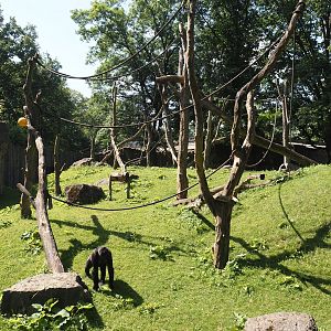 Western lowland gorilla exhibit, 2024-06-08