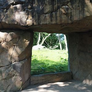 Western lowland gorilla viewing window, 2024-06-08