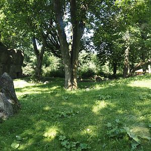 Western lowland gorilla exhibit, 2024-06-08