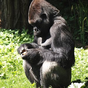 Western lowland gorilla (Gorilla gorilla gorilla), 2024-06-08