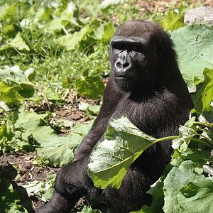 Western lowland gorilla (Gorilla gorilla gorilla), 2024-06-08