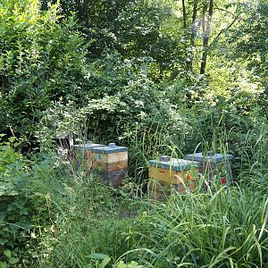 Gardens with beehives, 2024-06-08