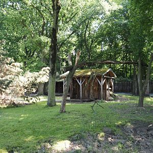 First Mountain bongo and Kirk's dik-dik paddock, 2024-06-08