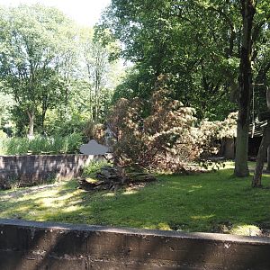First Mountain bongo and Kirk's dik-dik paddock, 2024-06-08