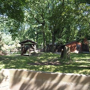 First Mountain bongo and Kirk's dik-dik paddock, 2024-06-08